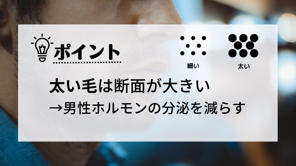 太い毛は断面が大きい
男性ホルモンの分泌を減らす