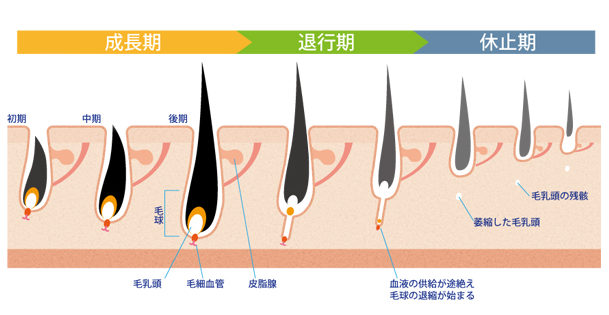 毛周期